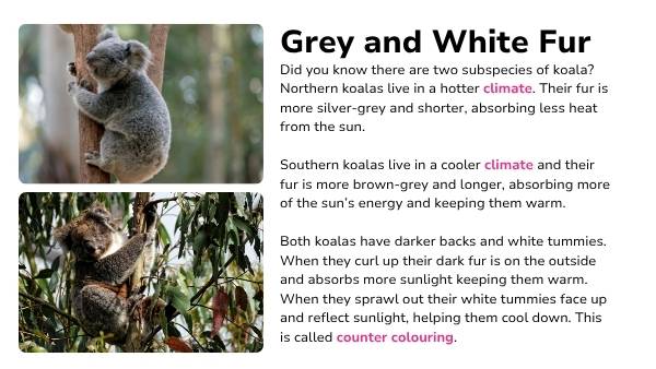 Koala Features Presentation — slide 8
