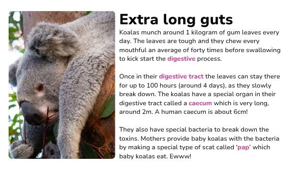 Koala Features Presentation — slide 10