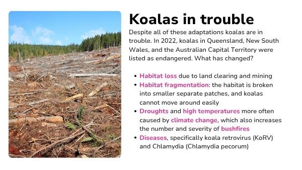 Koala Features Presentation — slide 11