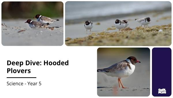 Deep Dive: Hooded Plovers Education Presentation — slide 1