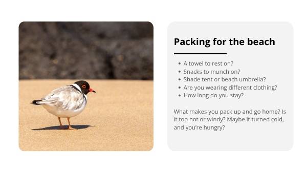 Deep Dive: Hooded Plovers Education Presentation — slide 3