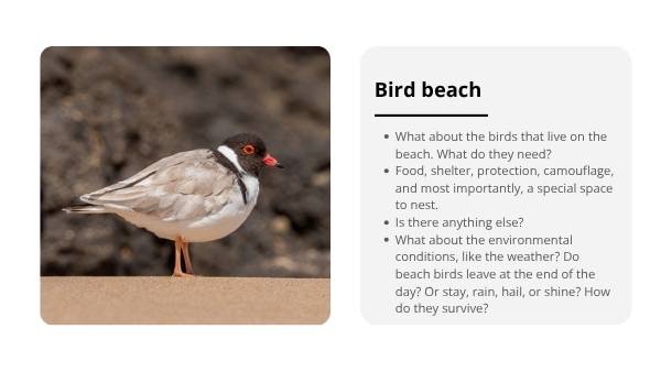 Deep Dive: Hooded Plovers Education Presentation — slide 4