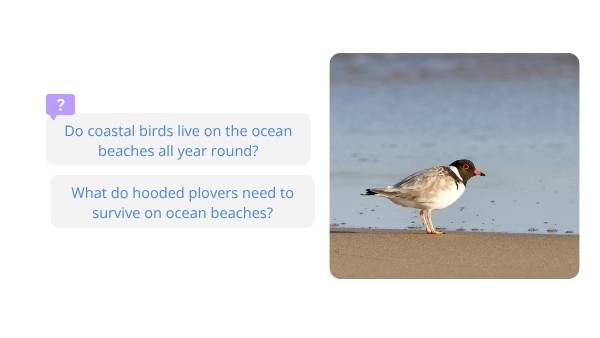 Deep Dive: Hooded Plovers Education Presentation — slide 5