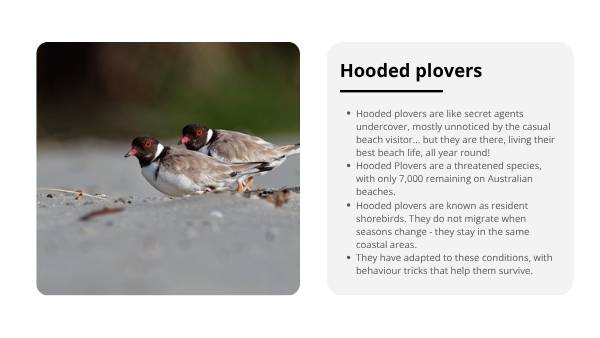 Deep Dive: Hooded Plovers Education Presentation — slide 6