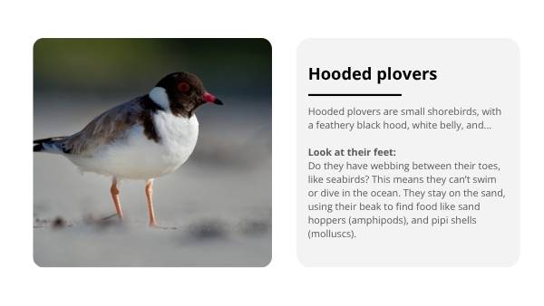 Deep Dive: Hooded Plovers Education Presentation — slide 7