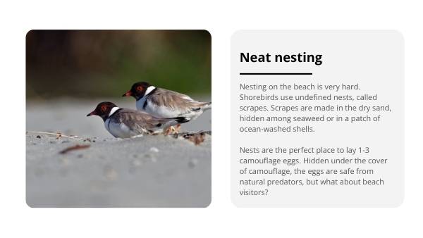Deep Dive: Hooded Plovers Education Presentation — slide 8