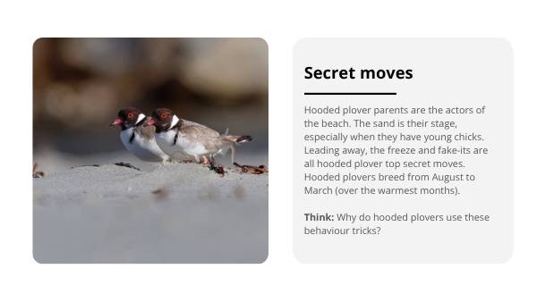 Deep Dive: Hooded Plovers Education Presentation — slide 9