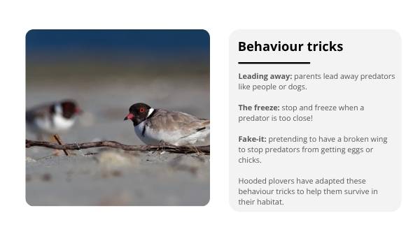 Deep Dive: Hooded Plovers Education Presentation — slide 10