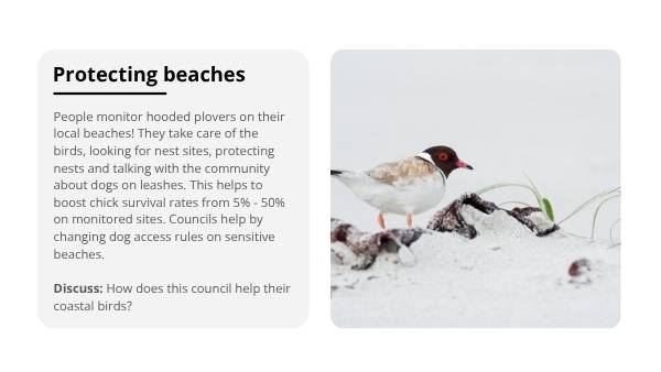 Deep Dive: Hooded Plovers Education Presentation — slide 11