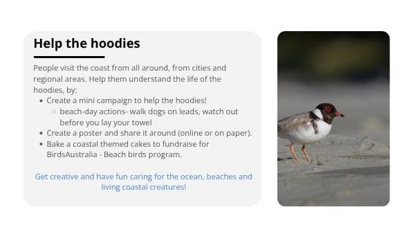 Deep Dive: Hooded Plovers Education Presentation — slide 12