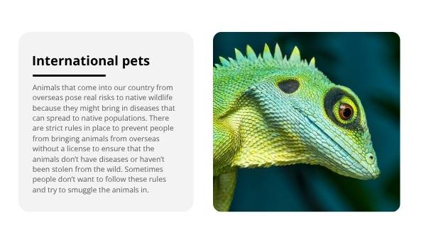 Smuggling Wildlife Education Presentation — slide 5