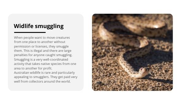 Smuggling Wildlife Education Presentation — slide 6