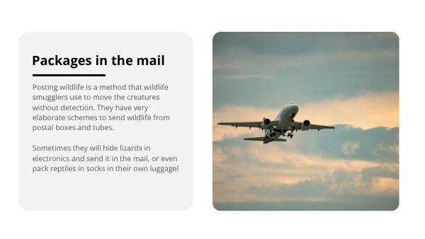 Smuggling Wildlife Education Presentation — slide 7