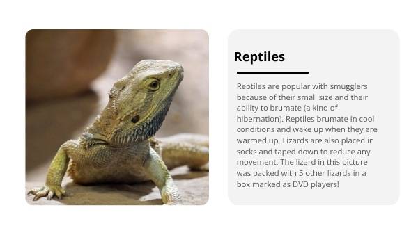 Smuggling Wildlife Education Presentation — slide 10