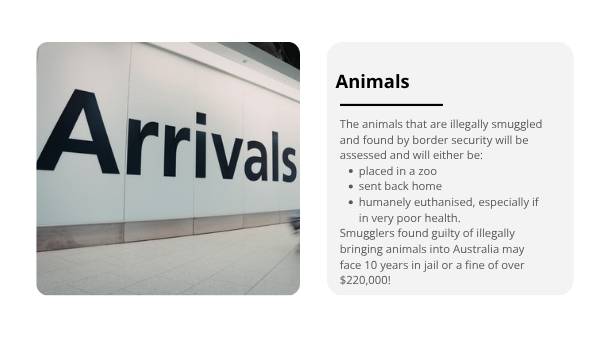 Smuggling Wildlife Education Presentation — slide 11