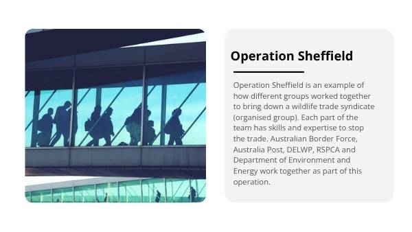 Smuggling Wildlife Education Presentation — slide 12