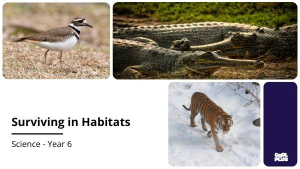 Surviving in Habitats Education Presentation — slide 1