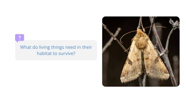 Surviving in Habitats Education Presentation — slide 3