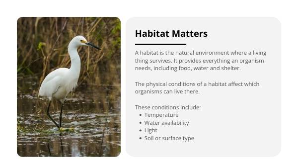 Surviving in Habitats Education Presentation — slide 4