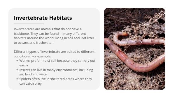 Surviving in Habitats Education Presentation — slide 5