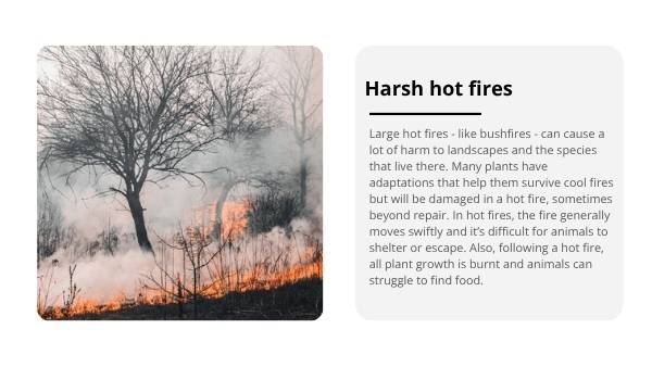 Mosaic Fire Patterns Education Presentation — slide 5