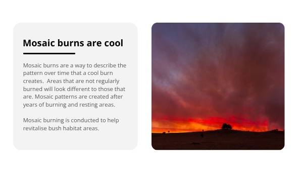 Mosaic Fire Patterns Education Presentation — slide 6