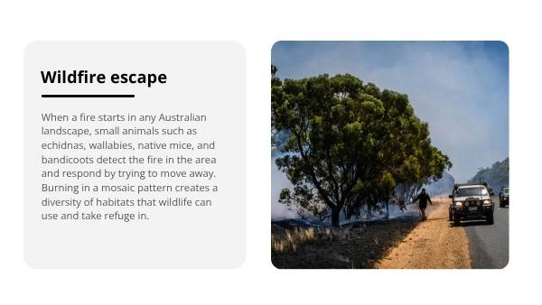 Mosaic Fire Patterns Education Presentation — slide 9