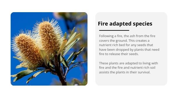 Mosaic Fire Patterns Education Presentation — slide 11