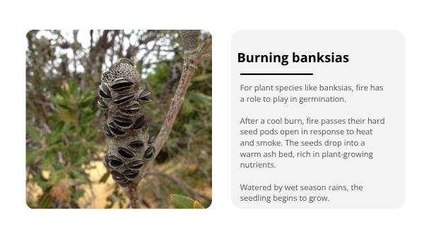 Mosaic Fire Patterns Education Presentation — slide 12