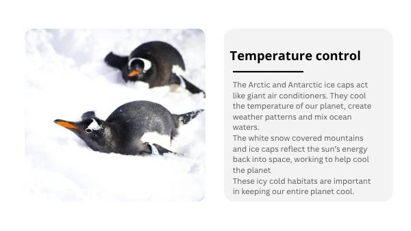Changing Penguin Worlds Education Presentation — slide 5