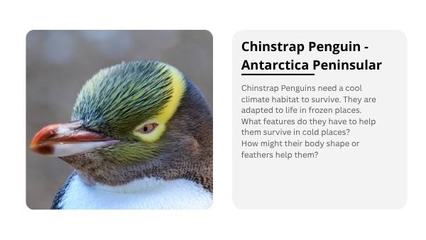Changing Penguin Worlds Education Presentation — slide 7