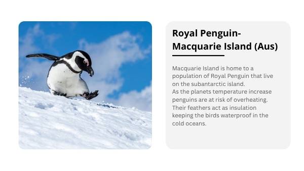 Changing Penguin Worlds Education Presentation — slide 8