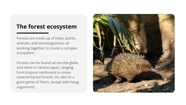 Understanding Forests Education Presentation — slide 7