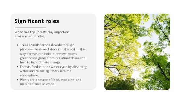Understanding Forests Education Presentation — slide 8