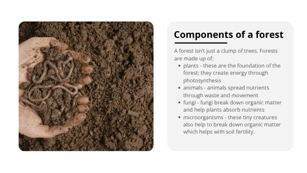 Understanding Forests Education Presentation — slide 9