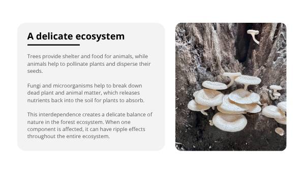 Understanding Forests Education Presentation — slide 10