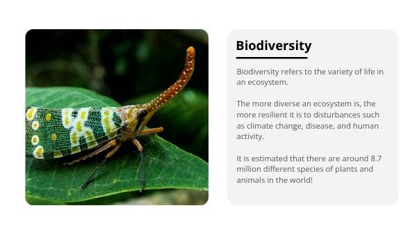 Understanding Forests Education Presentation — slide 11