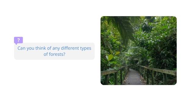 Understanding Forests Education Presentation — slide 12