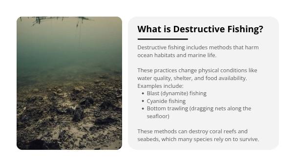 Harmful Fishing Practices Education Presentation — slide 4