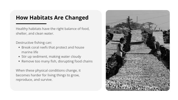 Harmful Fishing Practices Education Presentation — slide 5