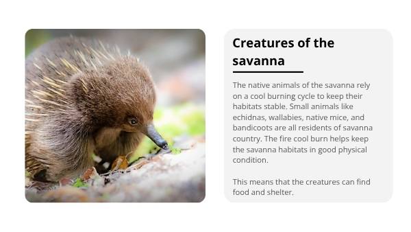Cool Burns in Savanna Country Education Presentation — slide 7
