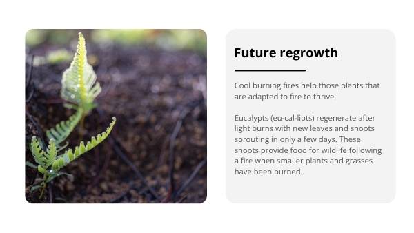 Cool Burns in Savanna Country Education Presentation — slide 9