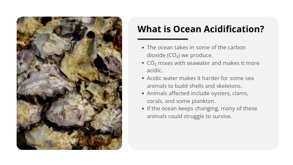 Acidic Oceans Education Presentation — slide 4