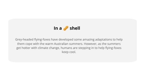 How Grey-Headed Flying-Foxes Keep Their Cool Year 6 Education Presentation — slide 3