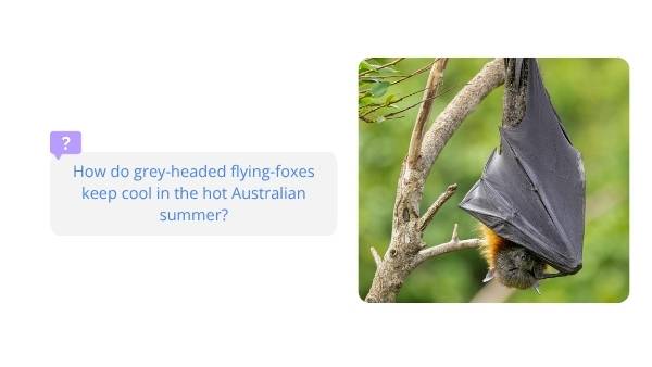 How Grey-Headed Flying-Foxes Keep Their Cool Year 6 Education Presentation — slide 4