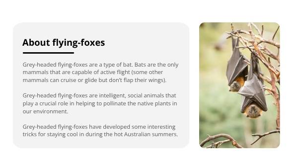 How Grey-Headed Flying-Foxes Keep Their Cool Year 6 Education Presentation — slide 5