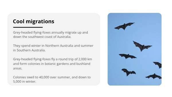 How Grey-Headed Flying-Foxes Keep Their Cool Year 6 Education Presentation — slide 6