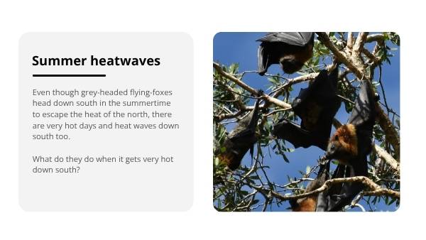 How Grey-Headed Flying-Foxes Keep Their Cool Year 6 Education Presentation — slide 7