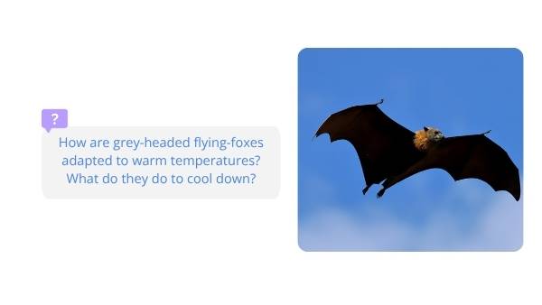 How Grey-Headed Flying-Foxes Keep Their Cool Year 6 Education Presentation — slide 8
