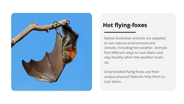 How Grey-Headed Flying-Foxes Keep Their Cool Year 6 Education Presentation — slide 9